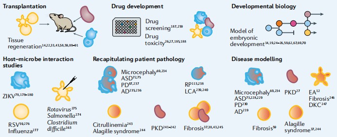 Applications of pluripotent stem-cell-derived organoids. (Hofer, 2021)