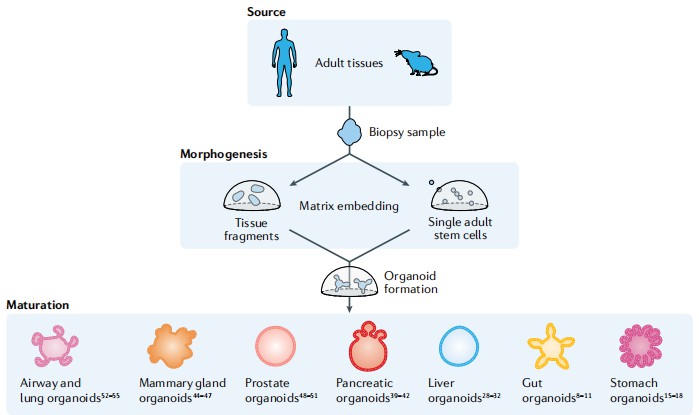 Construction of tissue-derived organoids. (Hofer, 2021)