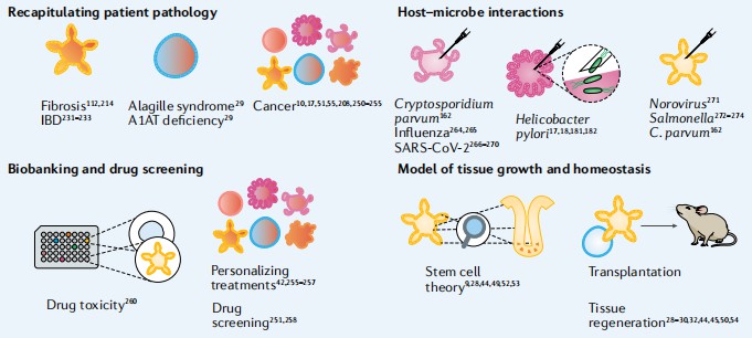 Applications of tissue-derived organoids. (Hofer, 2021)