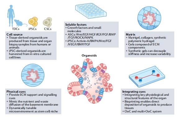 Components of organoid engineering. (Zhao, 2022)