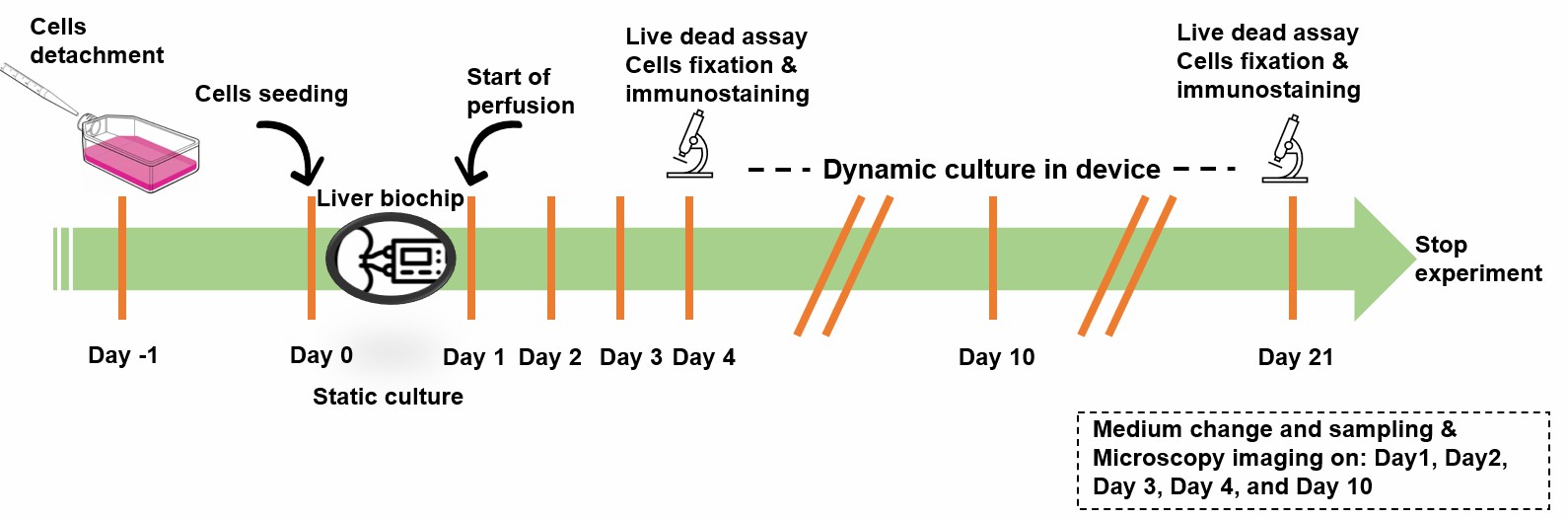 Schematic of experimental procedures used for liver cell culture in the organ-on-a-chip model.