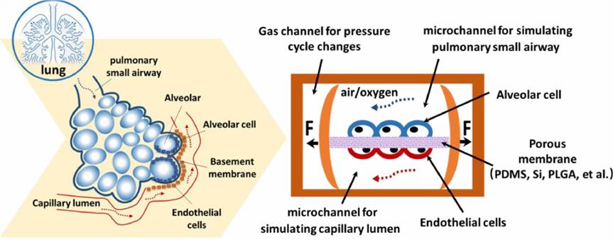 Lung-on-a-chip.