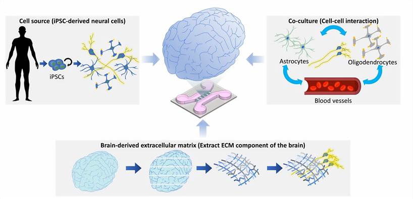 Future of Brain-on-a-chip.