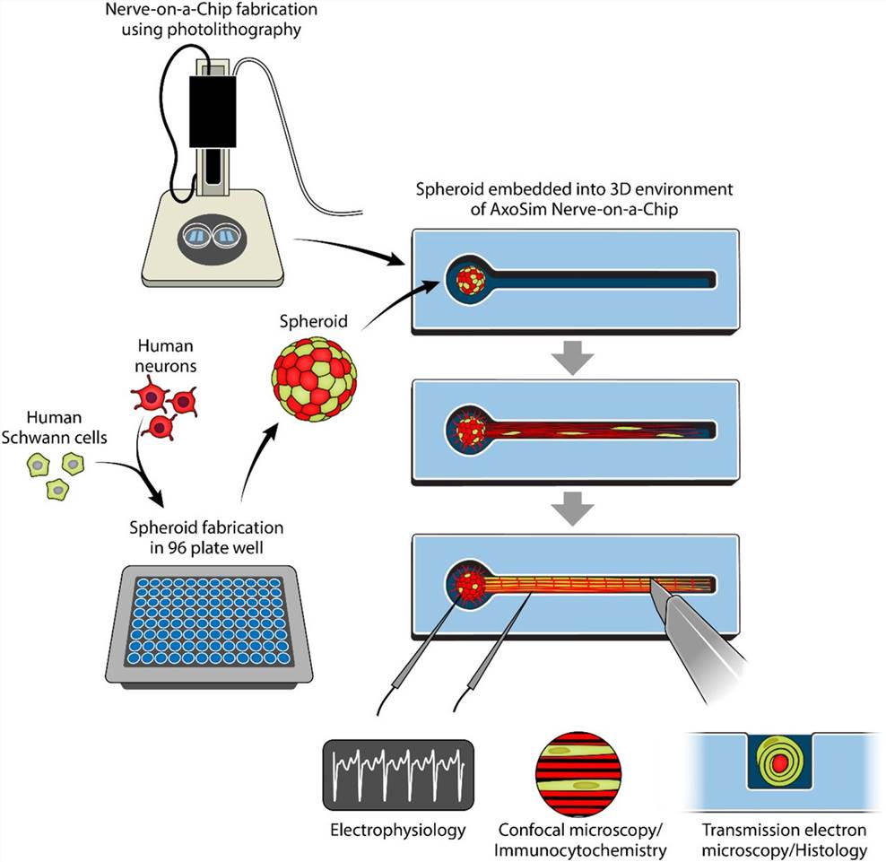 Study design showing the process of fabricating a Human Nerve-on-a-Chip (HNoaC) along with various means by which the system may be characterized.