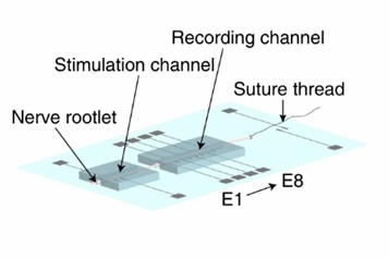 Nerve-on-a-chip Model Introduction