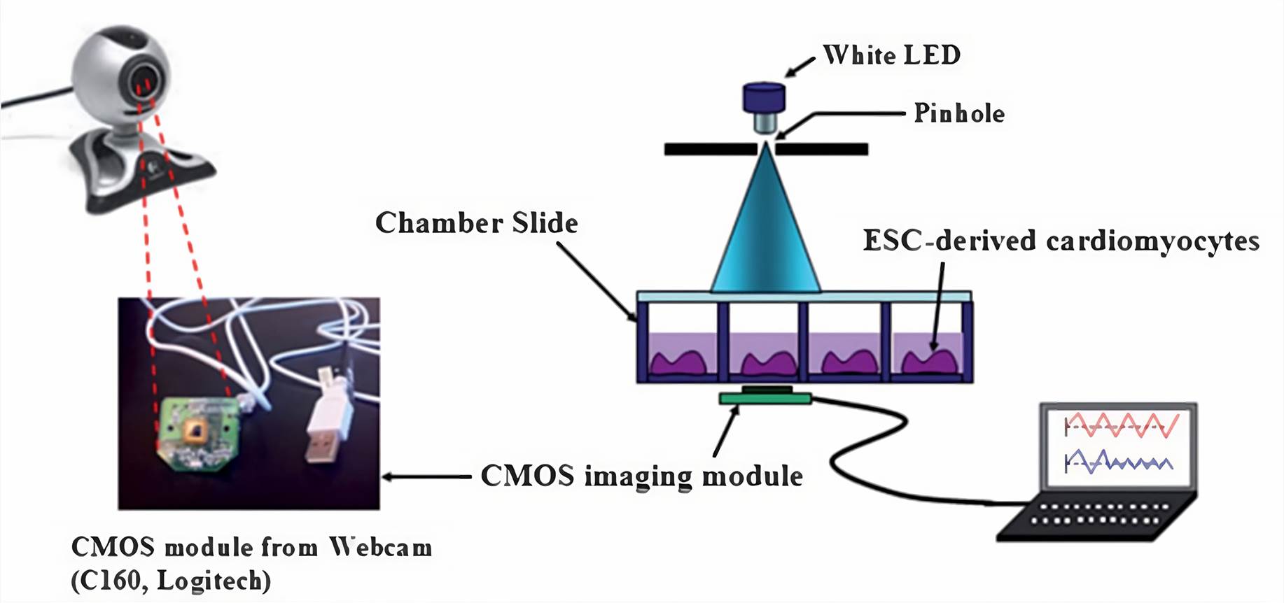 Experimental setup showing on-chip monitoring of cardiomyocytes beating using a webcam-based lens-less microscope.