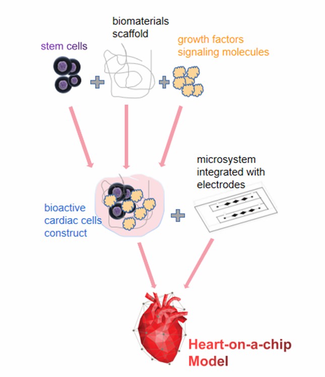 The idea of Heart-on-a-chip system based on stem cells.