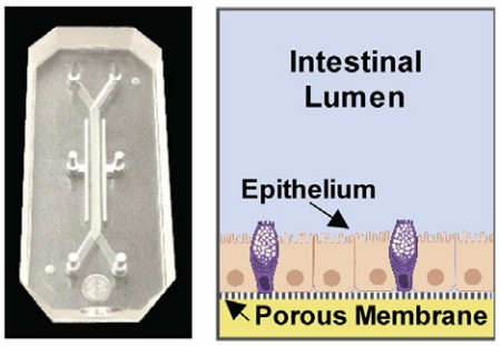 Human colon-on-a-chip model.