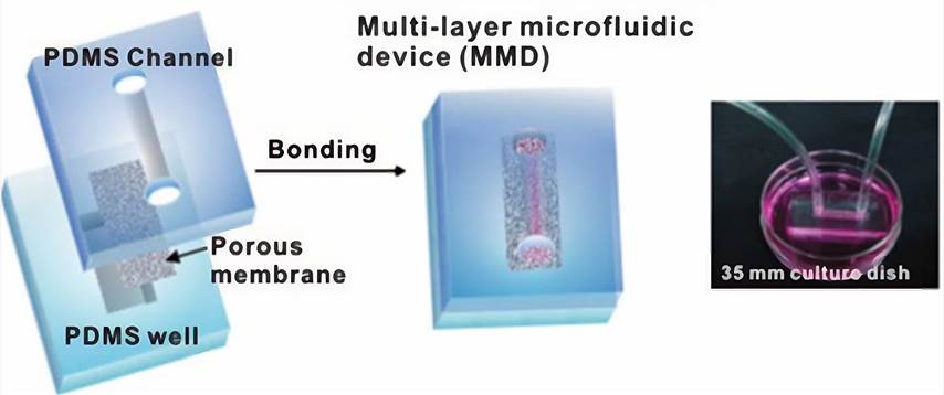 Fabrication and operation of a proximal tubule on a chip.