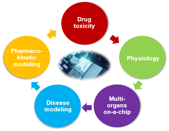 Kidney-on-a-chip Model Introduction