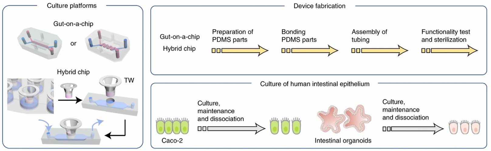 Microfabrication of a gut-on-a-chip or a Transwell-insert hybrid chip.