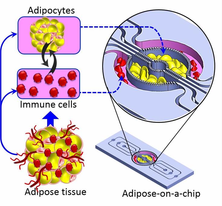 Adipose-on-a-chip.