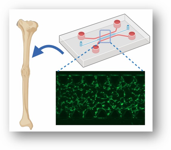 Bone-on-a-chip Model Introduction