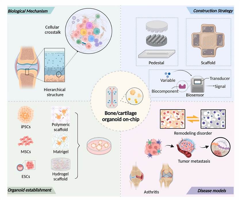 Schematic description of the bone/cartilage organoid on-chip.