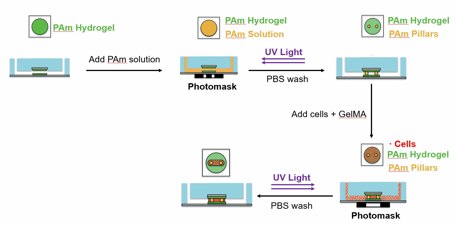 3D photopatterning of support pillars and encapsulation of cells.