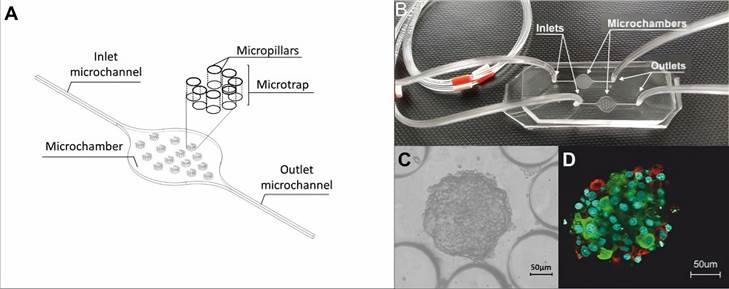 Islet-on-a-chip system.