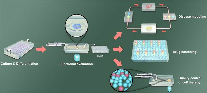 The application of organoids-on-a-chip platform in pancreatic islet research.