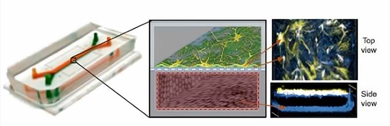 Blood-Brain Barrier (BBB) on-a-chip Model Introduction