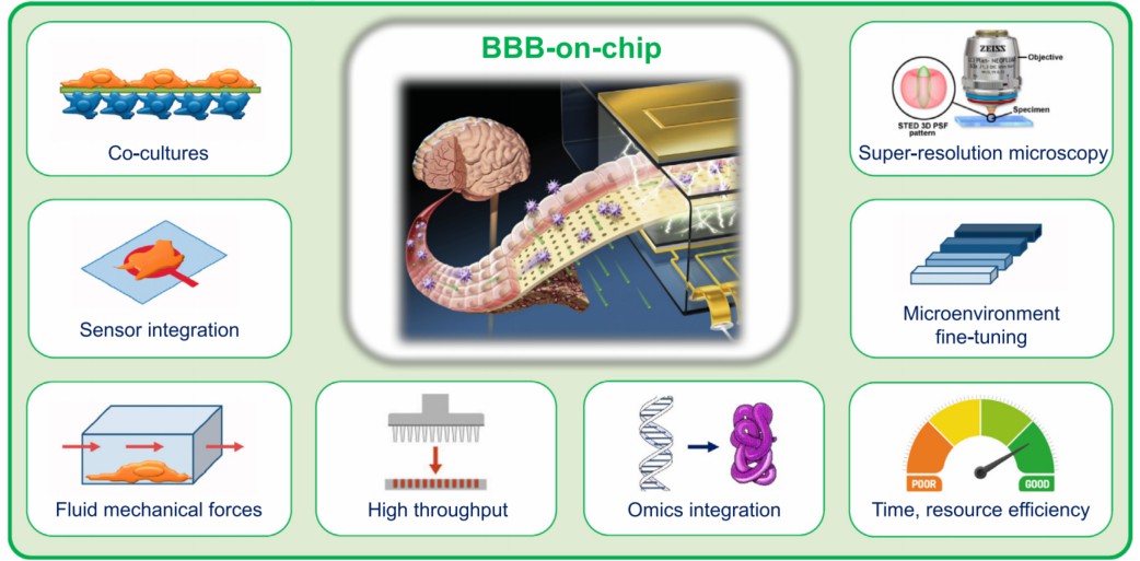 Applications and technical strengths of BBB-on-chip models.