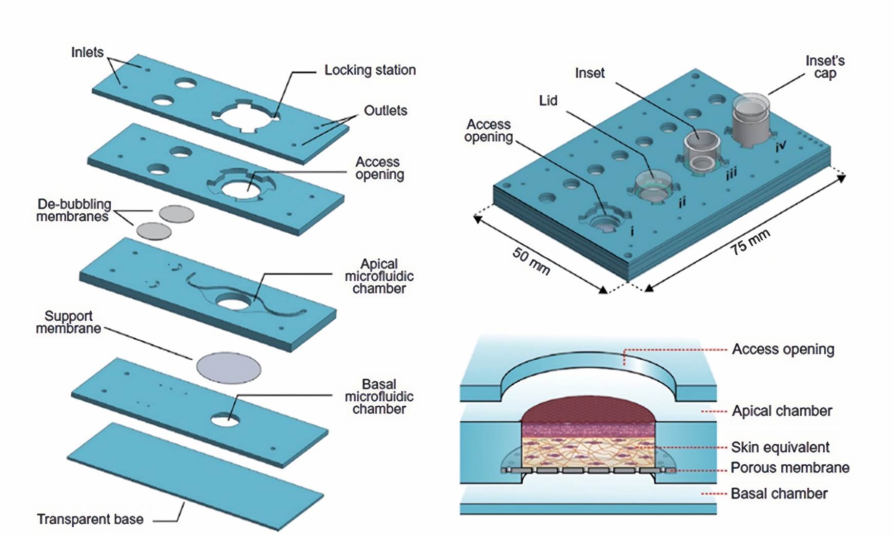 Conceptual diagram of a full-thickness skin-on-a-chip model and schematic design of a chip device.