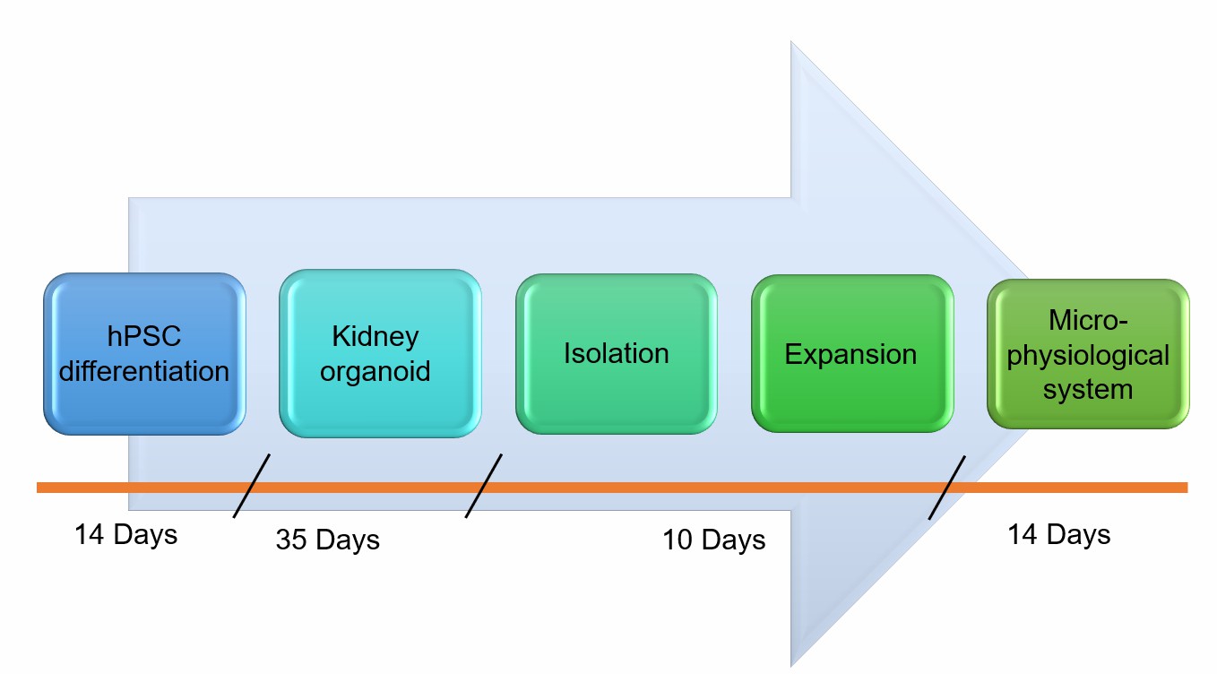 Schematic overview of process used to create RPT on-a-chip model.