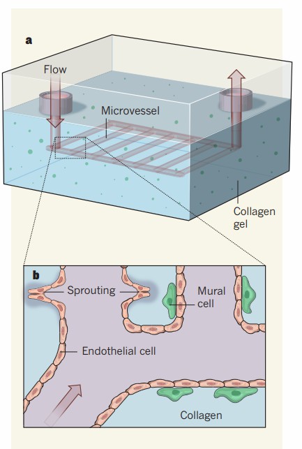 In vitro microvessels.