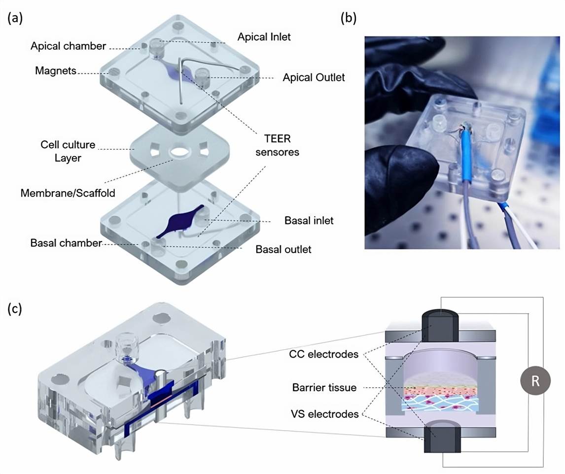 Design of the BoC with integrated electrodes for TEER measurements.