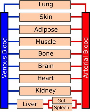 Physiologically-based pharmacokinetic (PBPK) model of a human system.