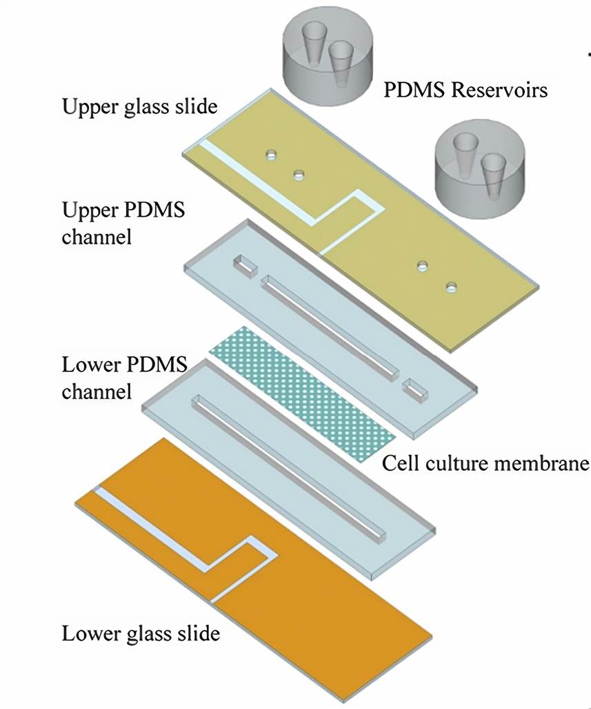 Structural assembly of the chip showing all layers of the device.