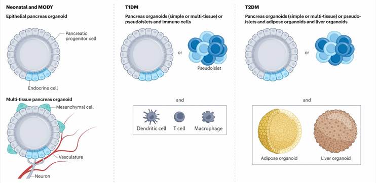 Different 3D culture models exist for monogenic diabetes mellitus, type 1 diabetes mellitus (T1DM) and type 2 diabetes mellitus (T2DM).