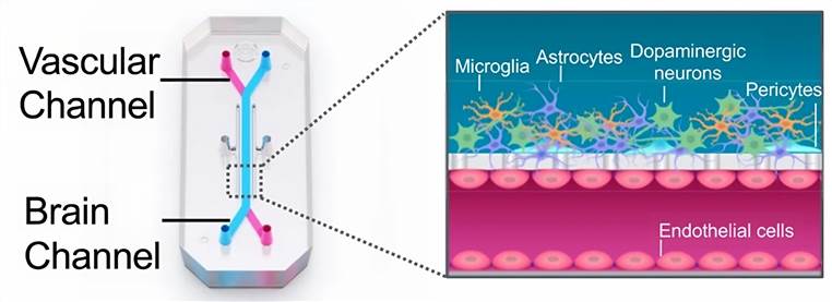 Schematic depiction of the substantia nigra brain-chip.