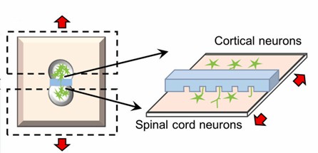 Diagrammatic illustration of an in vitro uniaxial stretch model.