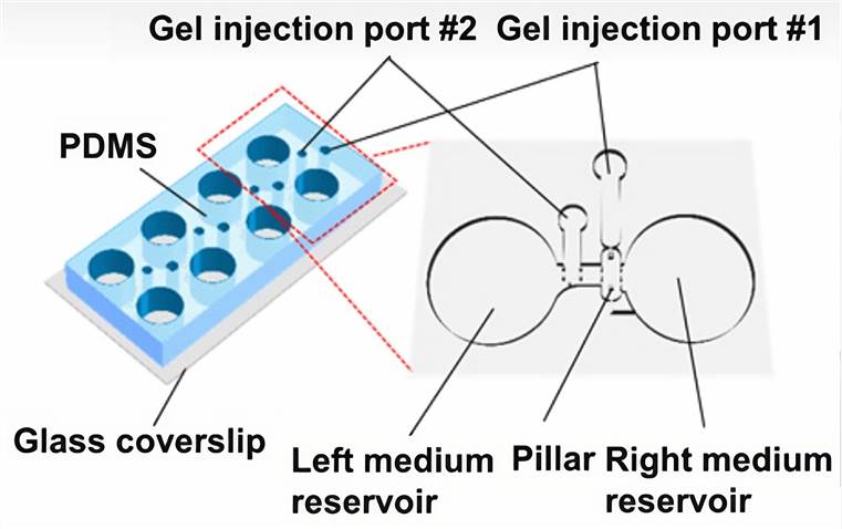 Compartmentalized design of a human motor unit on a chip microfluidic device.