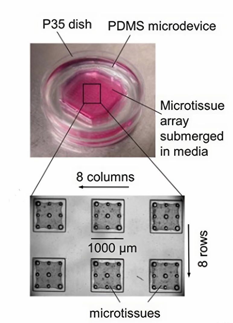 PDMS microdevice is casted in a P35 dish.