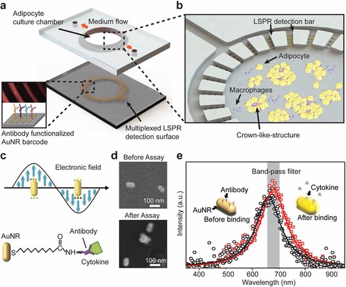 Adipose-tissue-on-chip sensing platform for an in situ multiplexed analysis of adipose tissue inflammation.