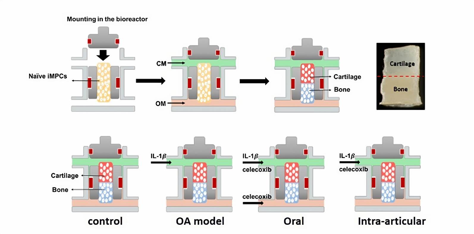 Fabrication of osteochondral (OC) or chondral (CH) tissue in the dual-flow bioreactor.