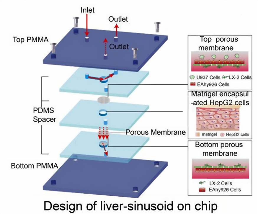 Schematic of liver sinusoid structure and the liver-on-a-chip microdevice.