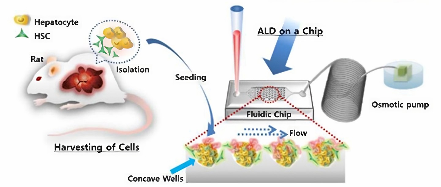 Schematic depiction of in vitro ALD model.