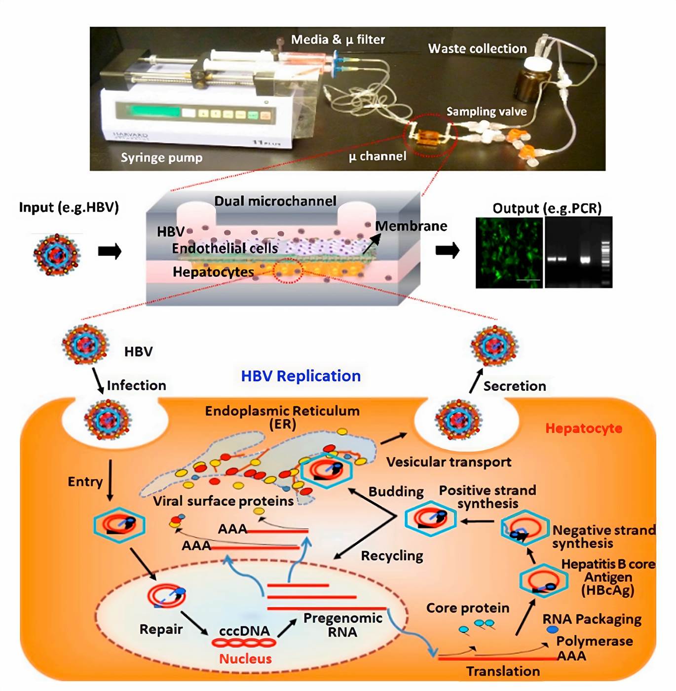 Hepatitis B-on-a-chip Model.