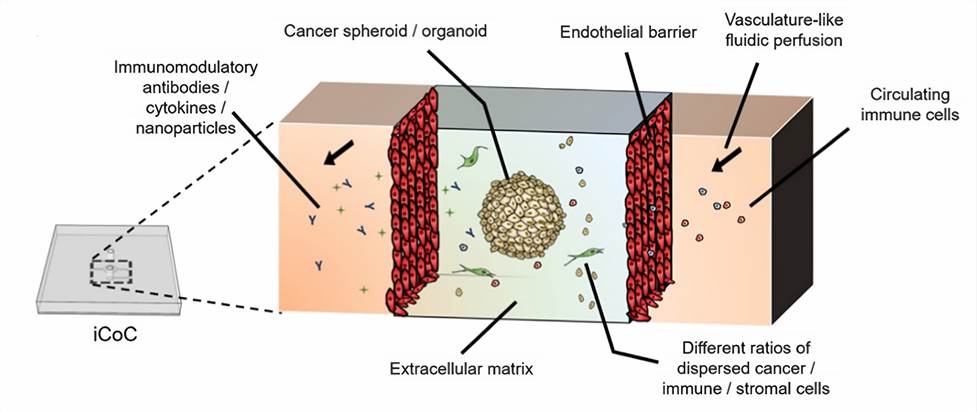 Compartmentalization of 3D tissues in immunocompetent cancer-on-a-chip (iCoC) models.