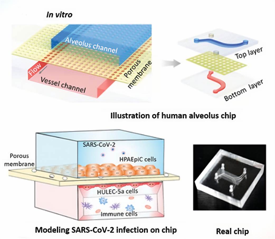 The configuration of biomimetic human alveolus chip infected by SARS-CoV-2.