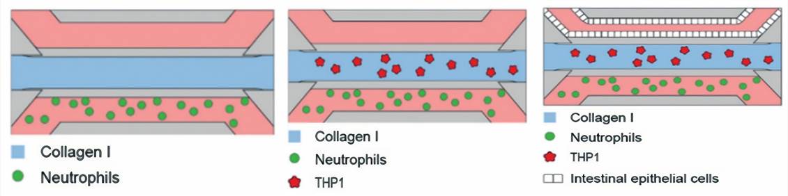 Recapitulating neutrophilic infiltration in immunocompetent gut-on-a-chip.