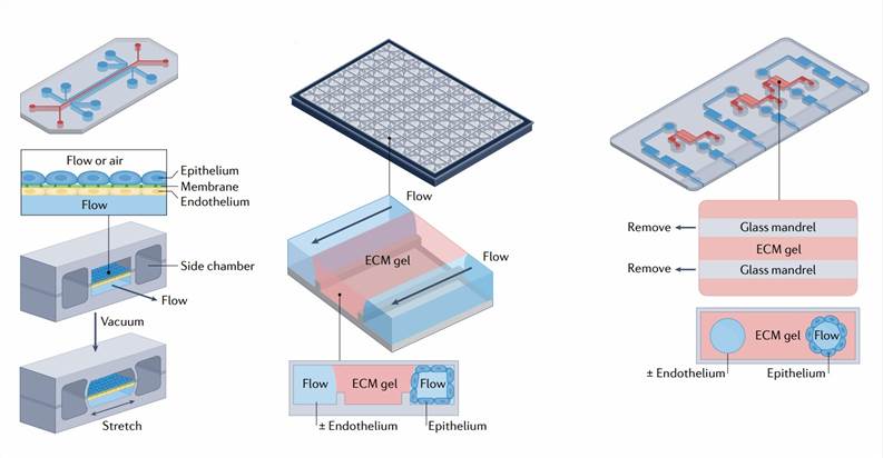 Organ-on-chips for disease research.