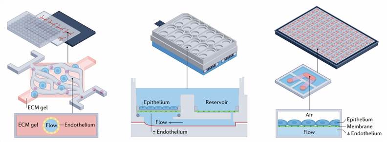 Disease-on-chip.