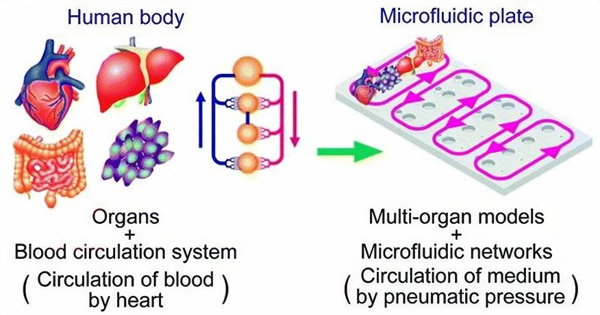 Multi-throughput multi-organ-on-a-plate systems.