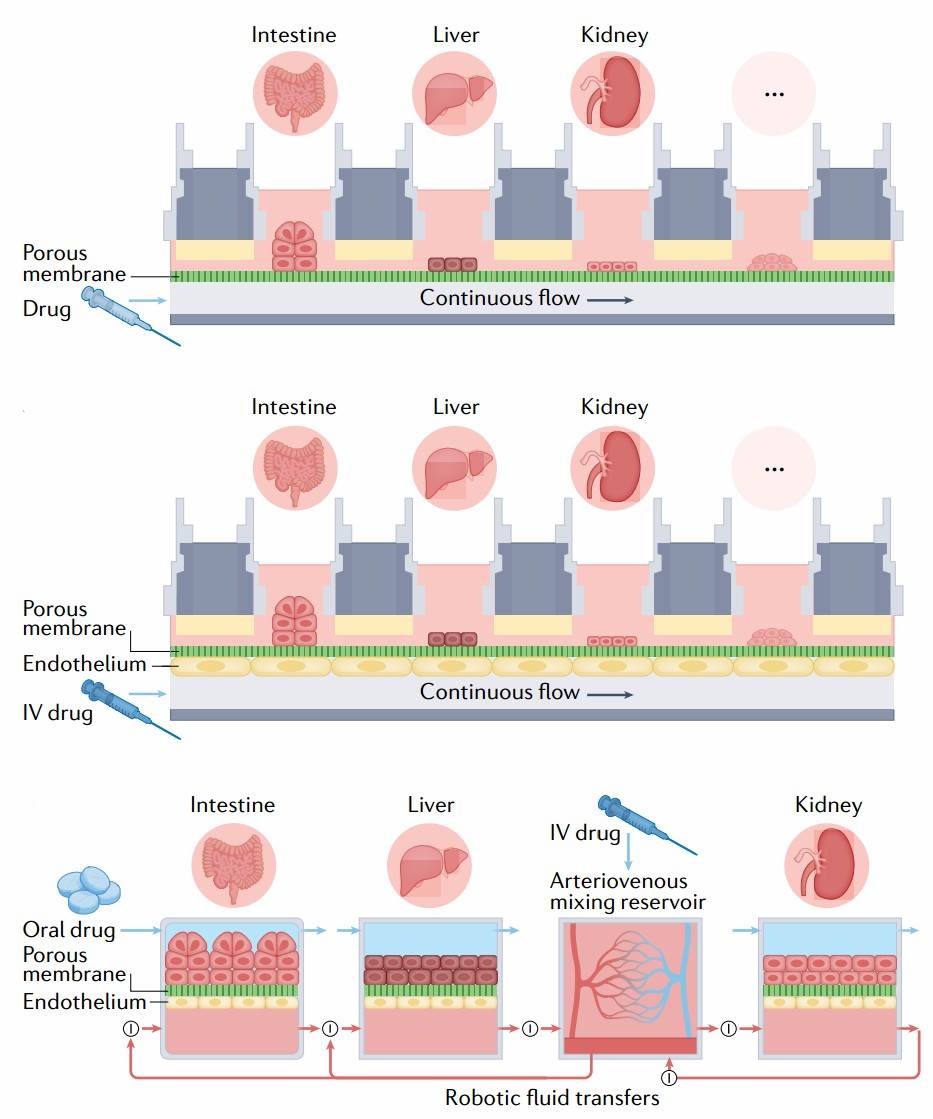 Multi-organ-on-chip models.