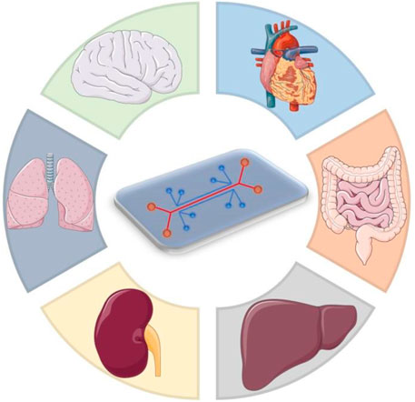 Multi-organ chip platform for disease modeling.