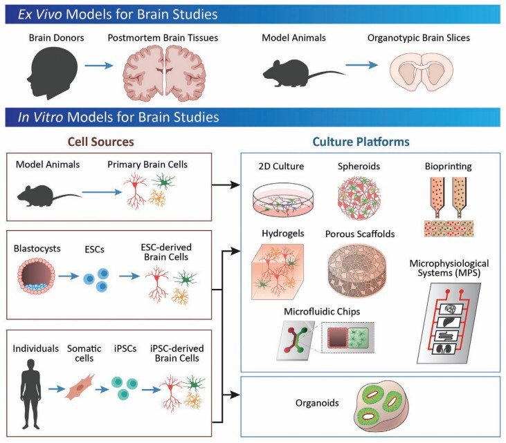 Overview of commonly used model systems for studying the brain.