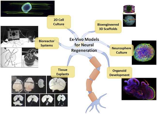 Ex vivo models for neural regeneration and engineering.