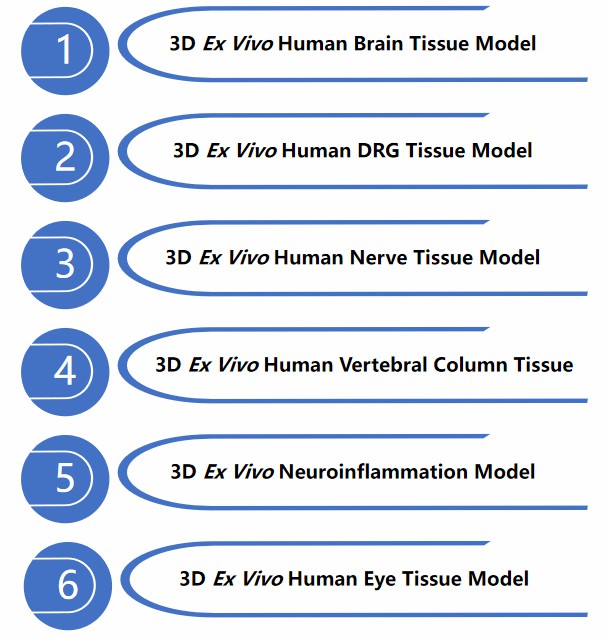 Ex vivo neurological system tissue models. (Creative Biolabs).